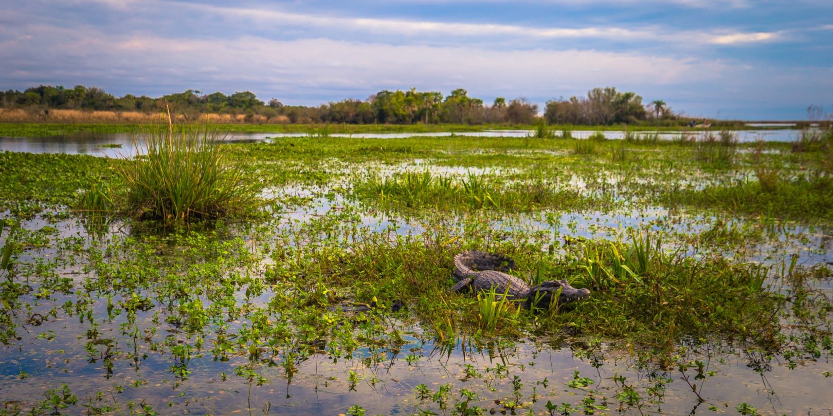Top 10 Places to Visit in Argentina: Iberá Wetlands