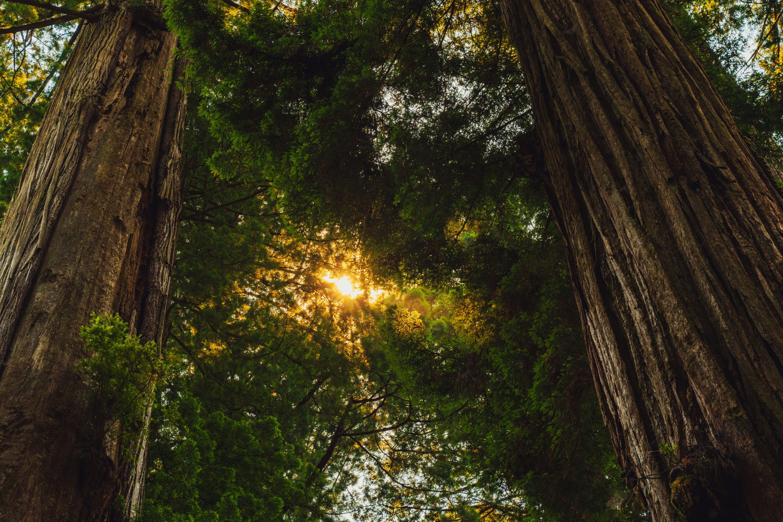 Top 10 Places to Visit in California: Redwood National and State Parks