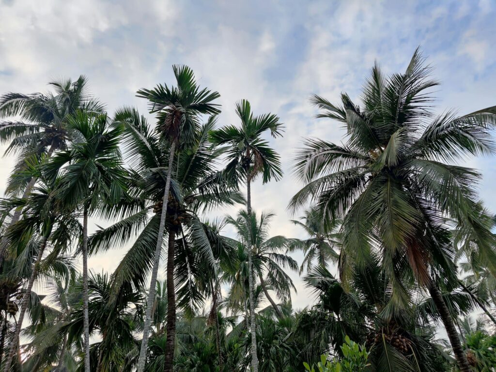 Ben Tre Coconut Gardens