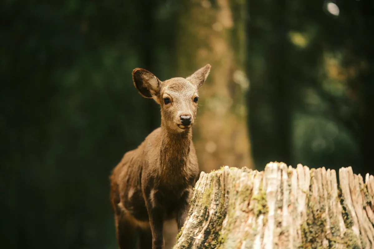 A young wild deer among the trees of Nara, Japan