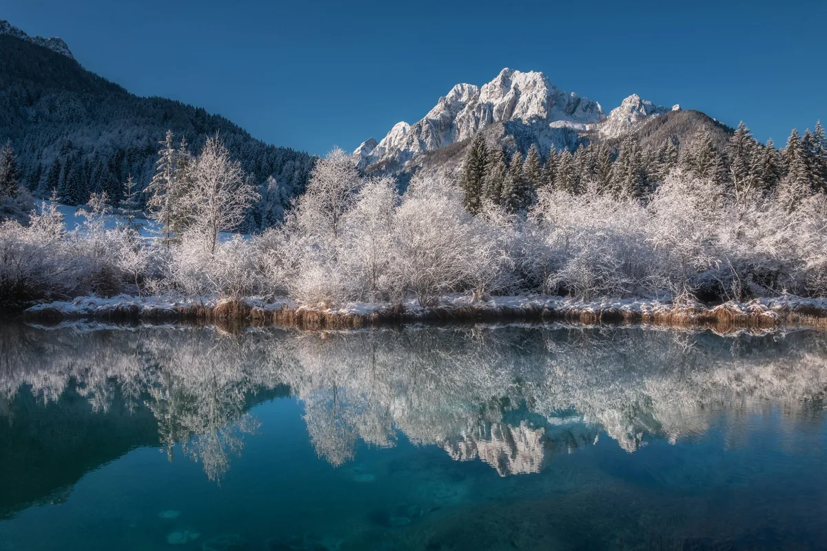 Frosted trees around the Zelenci lake near Kranjska Gora, Slovenia