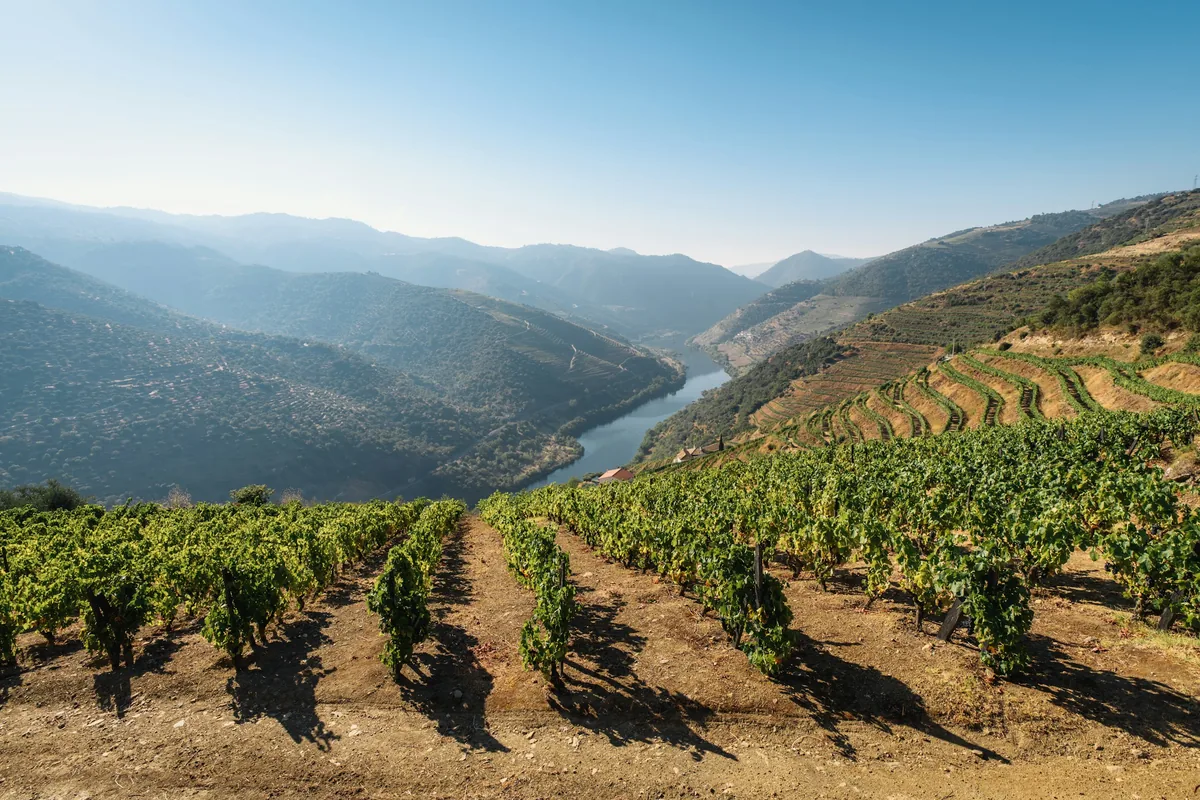 Terraced vineyards above the Douro River in the Douro Valley