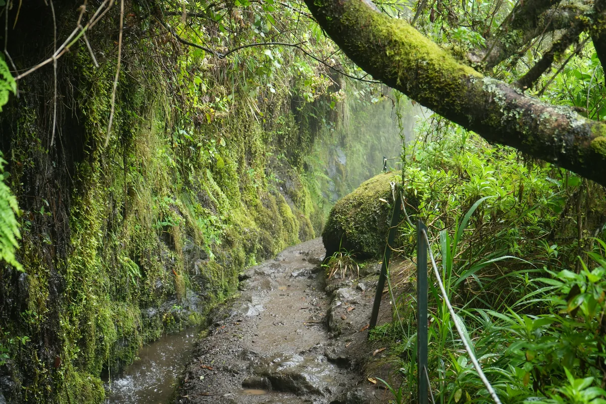 Levada walking path beside a water channel through green forest in Madeira